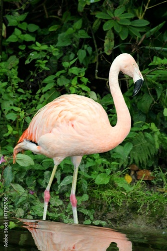Flamingo © Manu Pahlke