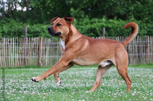 brauner Hund hat viel Spaß im Park