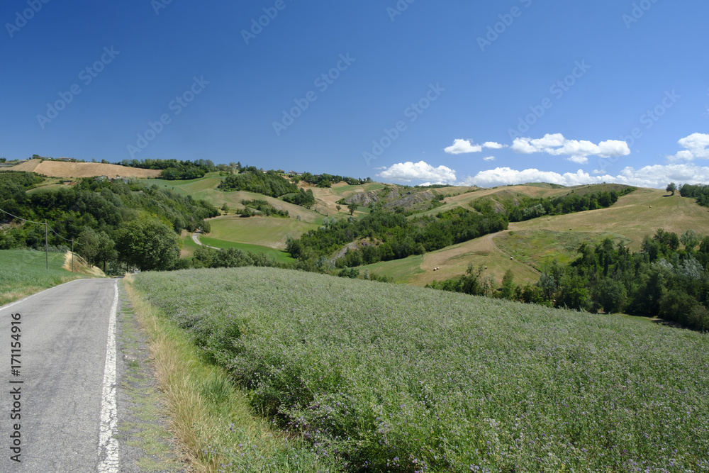 Rivalta di Lesignano (Parma, Italy): summer landscape Rivalta di Lesignano (Parma, Italy): summer landscape