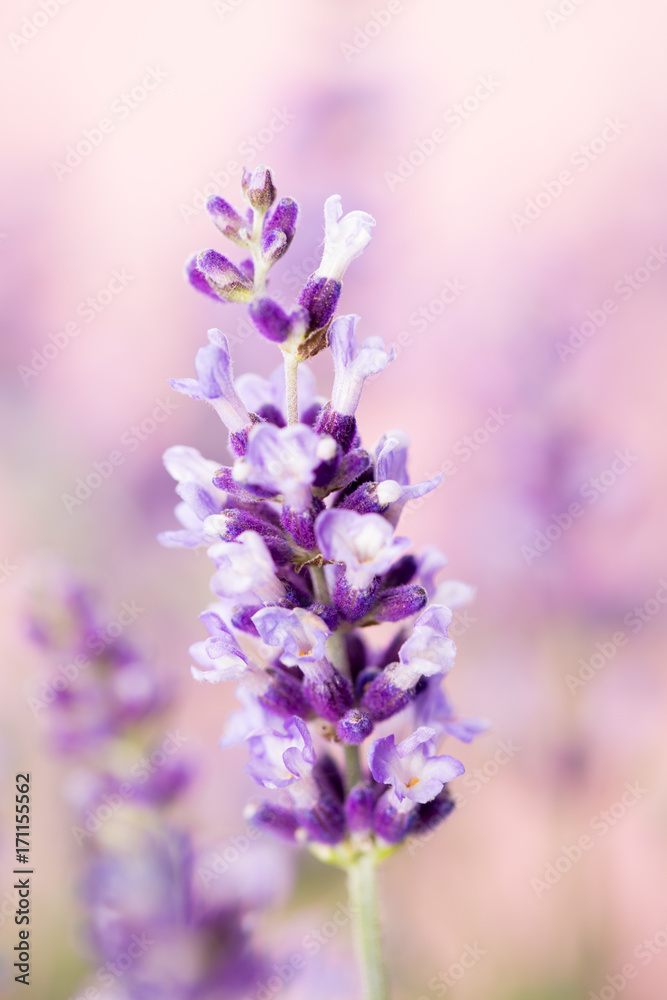Obraz premium Lavender flowers.