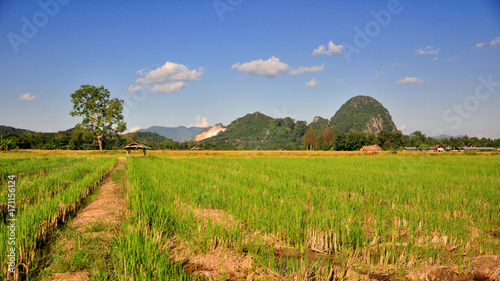 Farm land - after harvest season - afternoon time in Chaingrai  Thailand