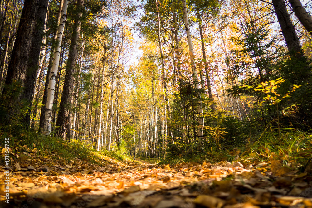 baikal forest