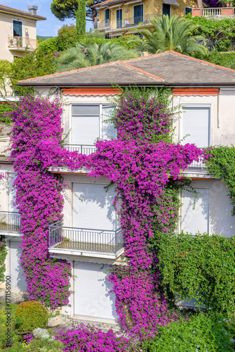 Beautiful daylight view to purple flowers on a house. Santa Margherita Ligure, Italy photo