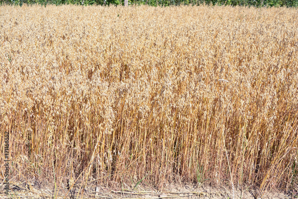 Fototapeta premium Ripe summer end golden oat field