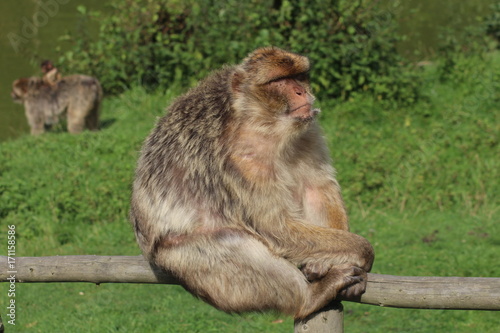 Affe entspannt sich
