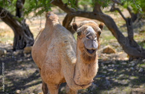 happy  smiling camel  hiding from the sun in the shade under the trees