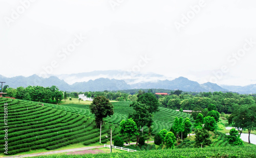 Tea plantation of nature.