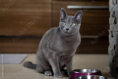 Rusian blue cat photo