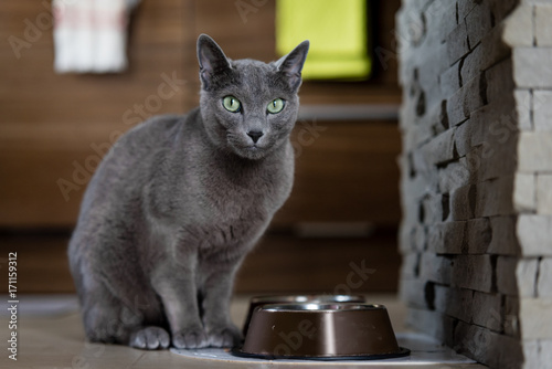 Rusian blue cat