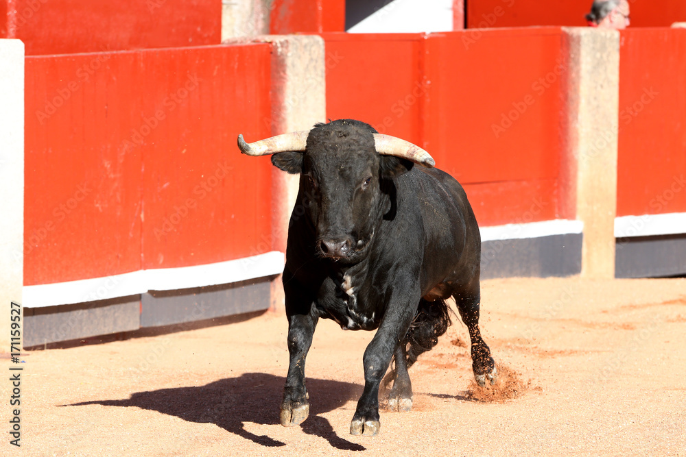 Toros bravos Toros bravos