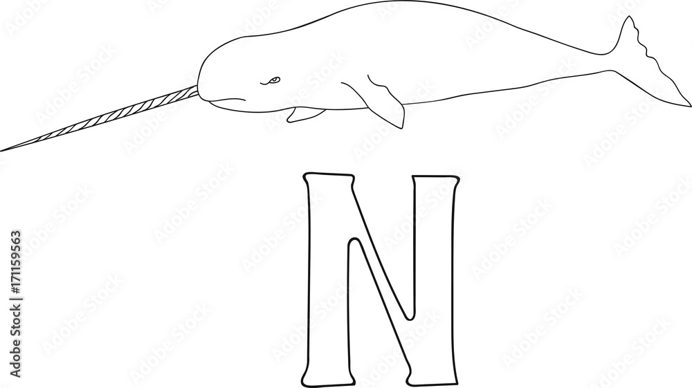 Vector hand drawn illustration capital letter N on alphabet card. Black and white realistic narwhal isolated. Kids ABC, school education. Coloring page for children. Vector hand drawn illustration capital letter N on alphabet card. Black and white realistic narwhal isolated. Kids ABC, school education. Coloring page for children.