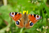 Schmetterling mit Augenmuster