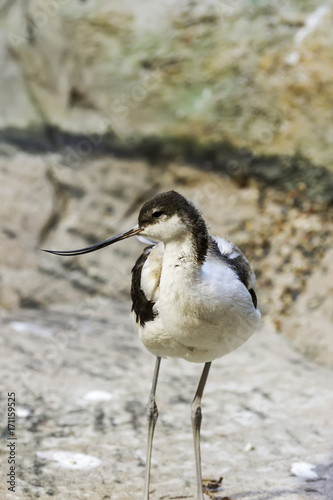 Pied avocet in the Bukle du Baule National Park in the west of Mali