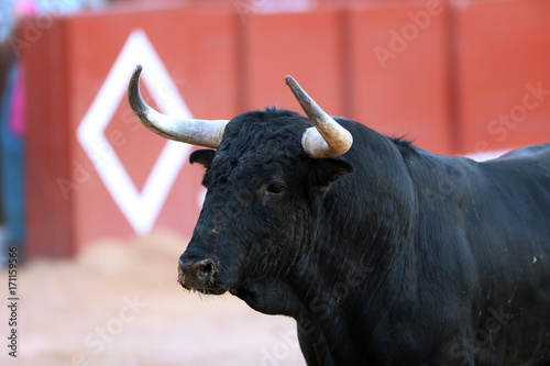 Cuadro en lienzo Toros bravos