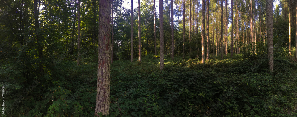Fototapeta premium Panorama of a coniferous forest in warm late evening light with setting sun