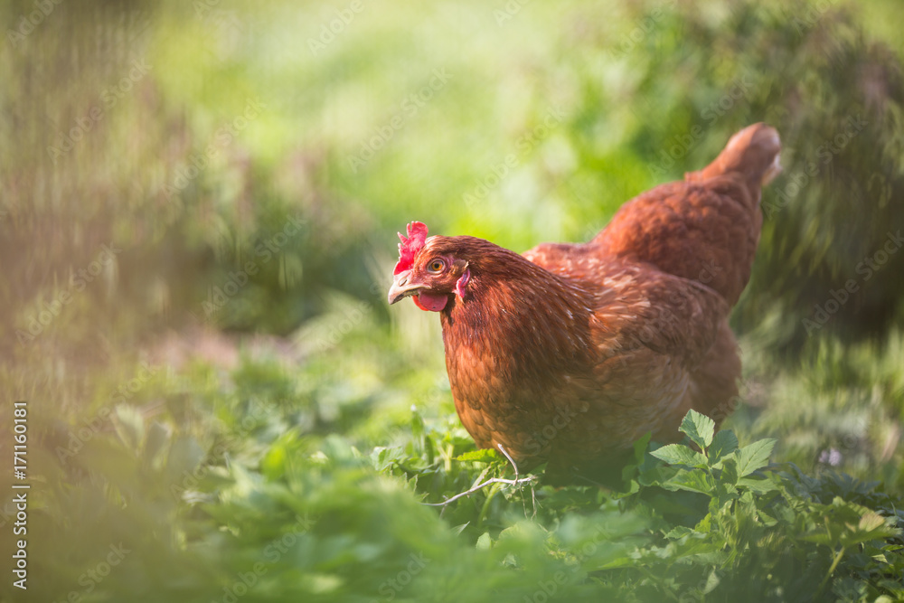 Fototapeta premium Closeup of a hen in a farmyard (Gallus gallus domesticus)