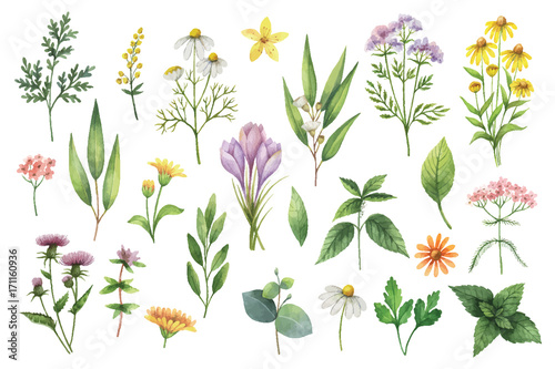 Fotografia Hand drawn vector watercolor set of herbs and spices.