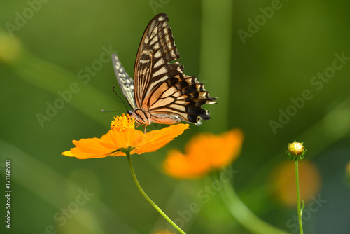 swallowtail butterfly © Matthewadobe