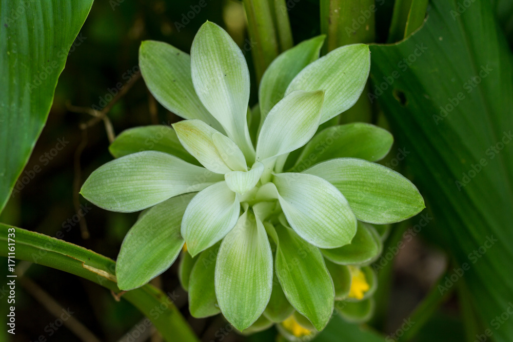 turmeric flower turmeric flower