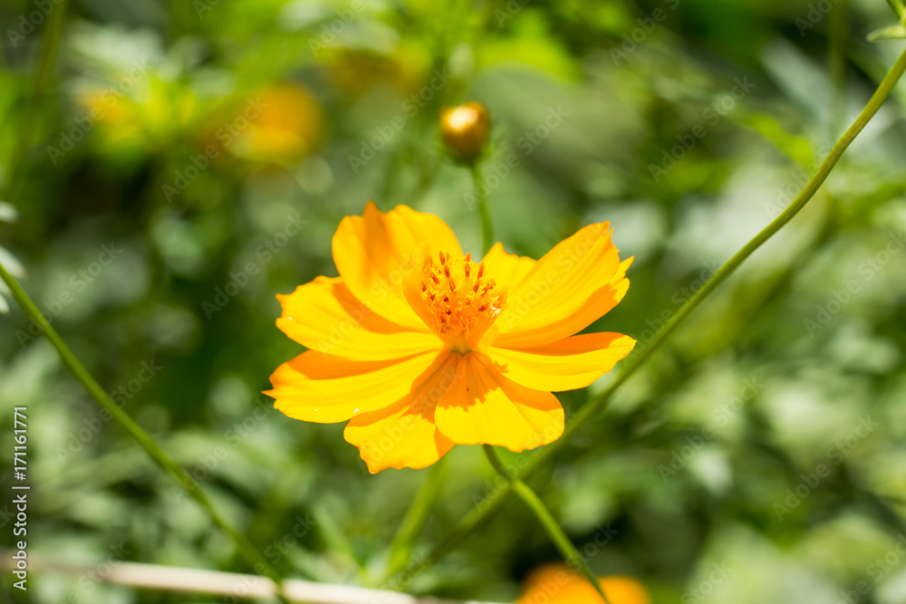 cosmos flowers cosmos flowers