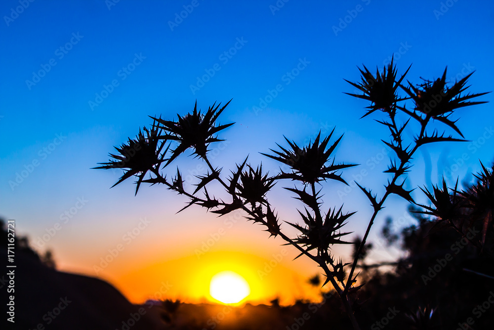 The prickly plant on the background of the sunset