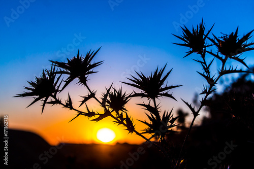 Fototapeta Naklejka Na Ścianę i Meble -  The prickly plant on the background of the sunset