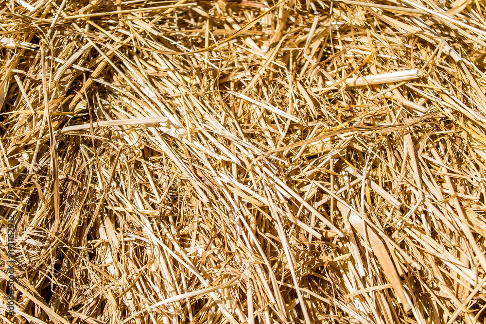 Dry straw as a background abstract Dry straw as a background abstract