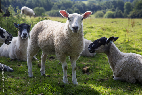 Schaf mit anderen Schafen auf einer grünen Wiese