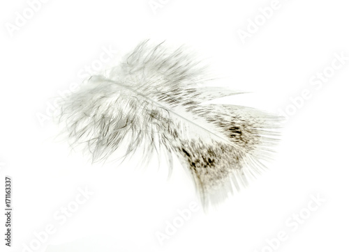 White feather bird on white background