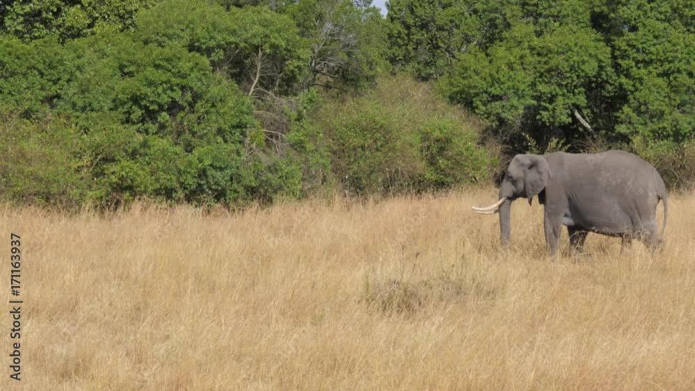 The Big Plan, the Huge African Elephant Goes On Savannah On the Right Left The Big Plan, the Huge African Elephant Goes On Savannah On the Right Left