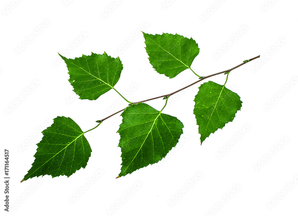 Obraz premium Zielona gałązka brzozy na białym tle