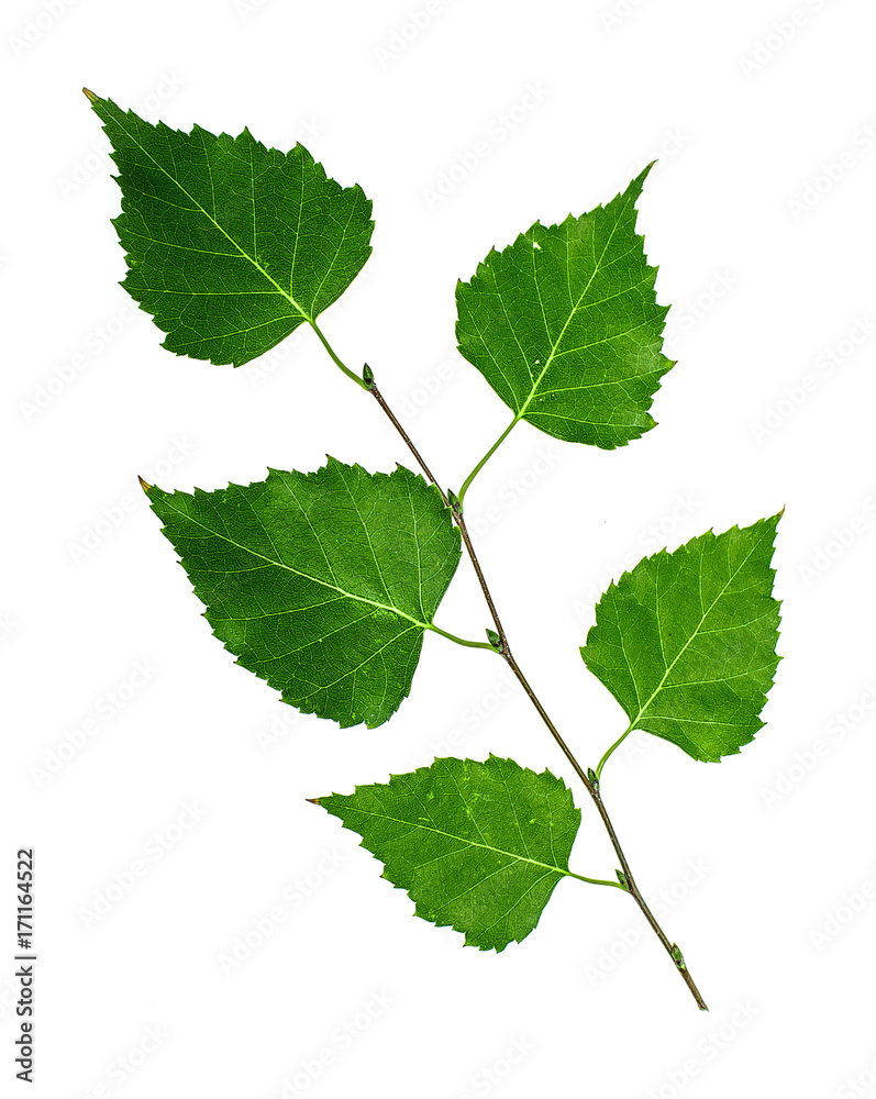 Obraz premium Green twig of a birch on a white background