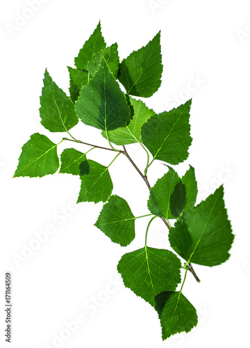 Green twig of a birch on a white background