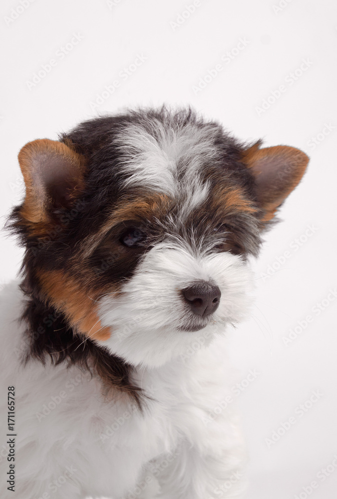 biewer terrier dog biewer terrier dog