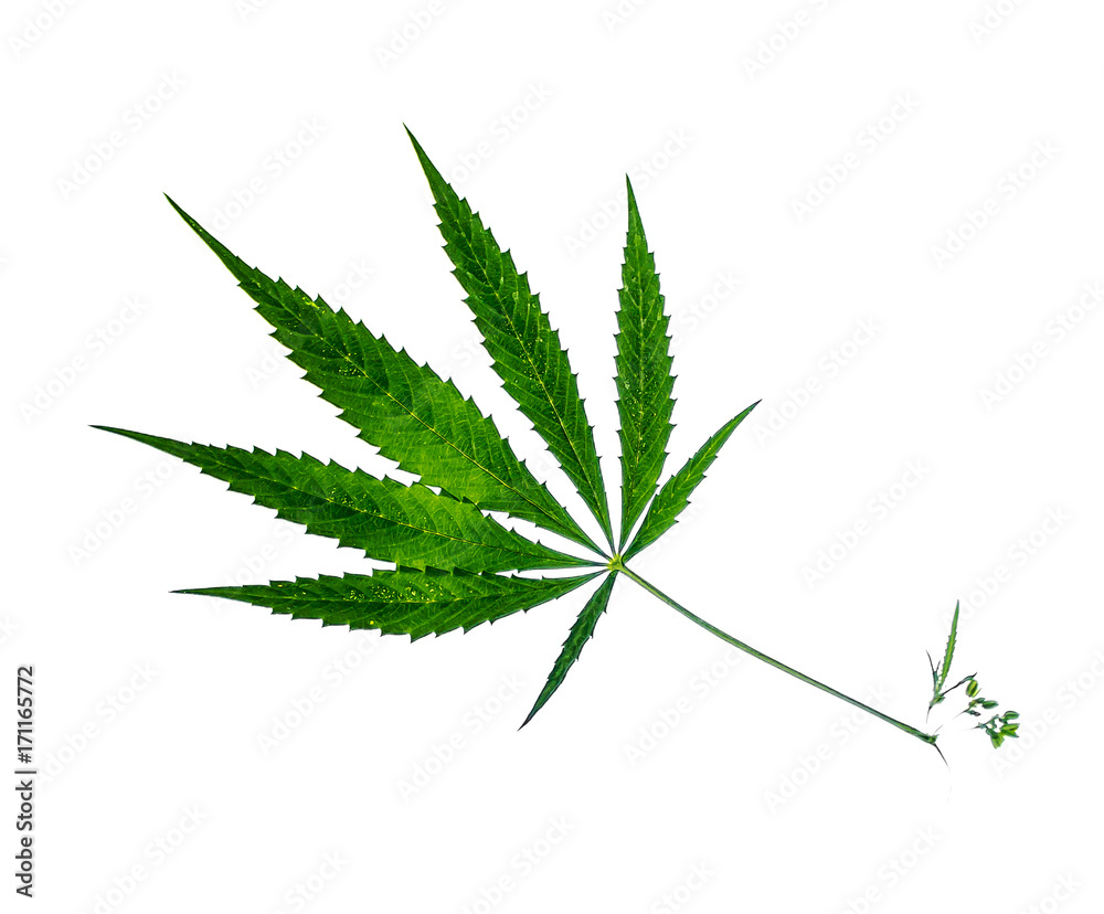 Leaf of cannabis on white background Leaf of cannabis on white background