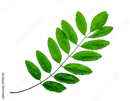 Acacia branch herbarium