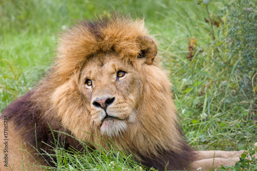 Face closeup of a lion
