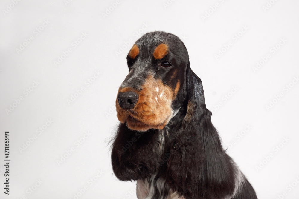 english spaniel english spaniel