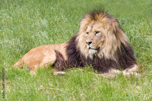 Fototapeta Naklejka Na Ścianę i Meble -  Portrait of a young male African lion