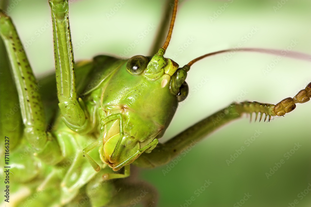 Grasshopper's face Grasshopper's face
