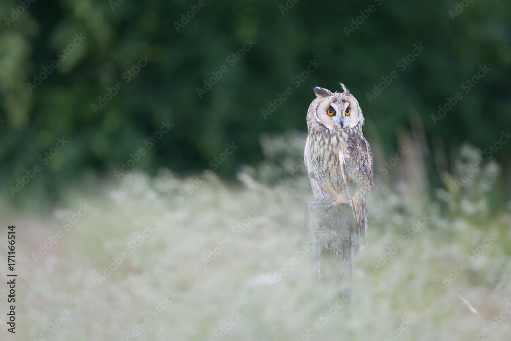 Long eared owl perched