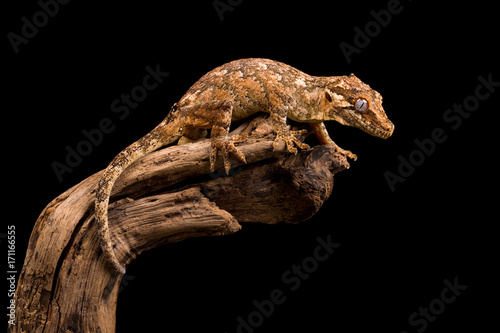 Gargoyle gecko reptile isolated photo