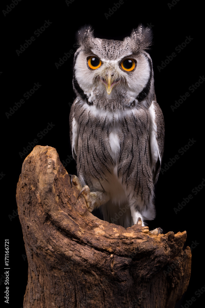 Naklejka premium African White Faced Owl on black