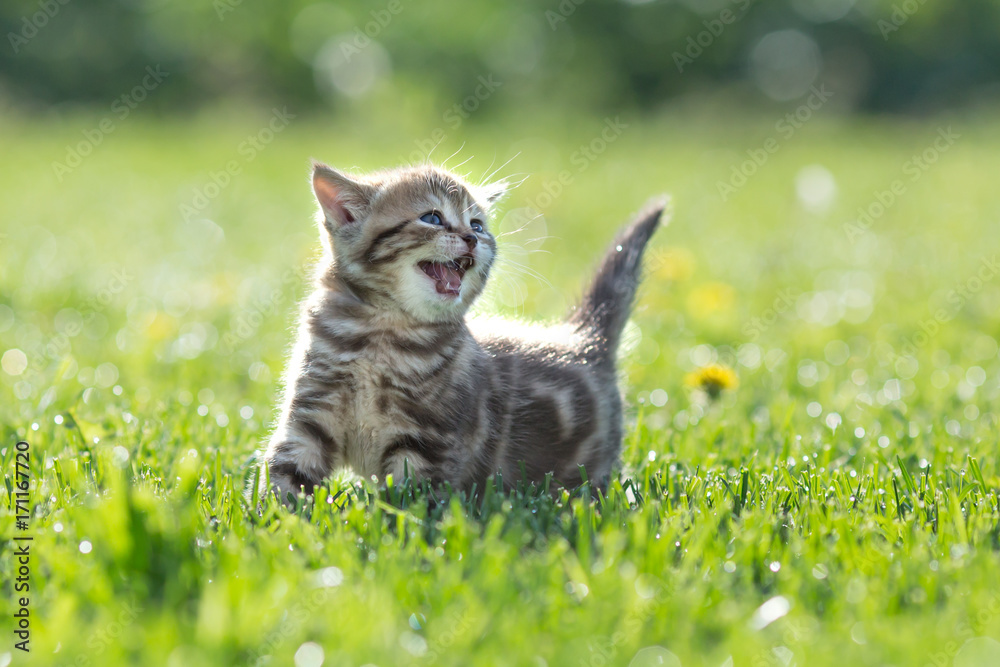 Young cute cat meowing outdoor looking up