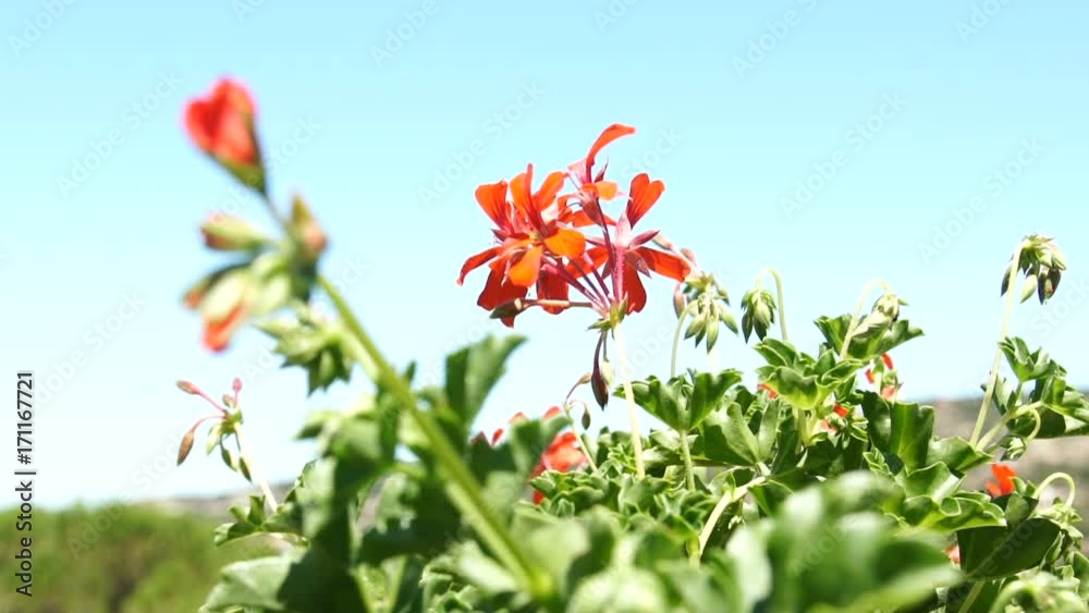 Beautiful oleander flower moving on the wind slowmo