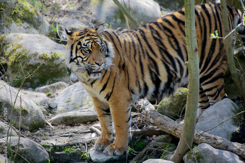 Sumatra-Tiger (Panthera tigris sumatrae) am Wasser