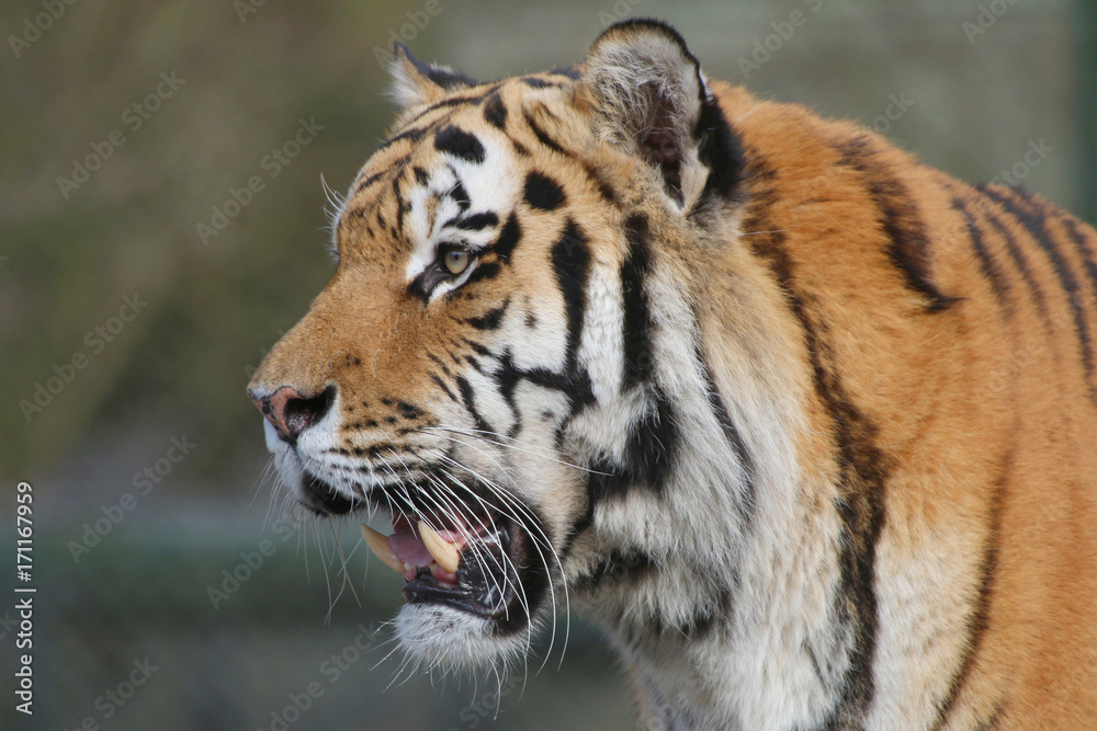 Sibirische Tiger (Panthera tigris altaica), Amurtiger, Ussuritiger, Portrait Sibirische Tiger (Panthera tigris altaica), Amurtiger, Ussuritiger, Portrait