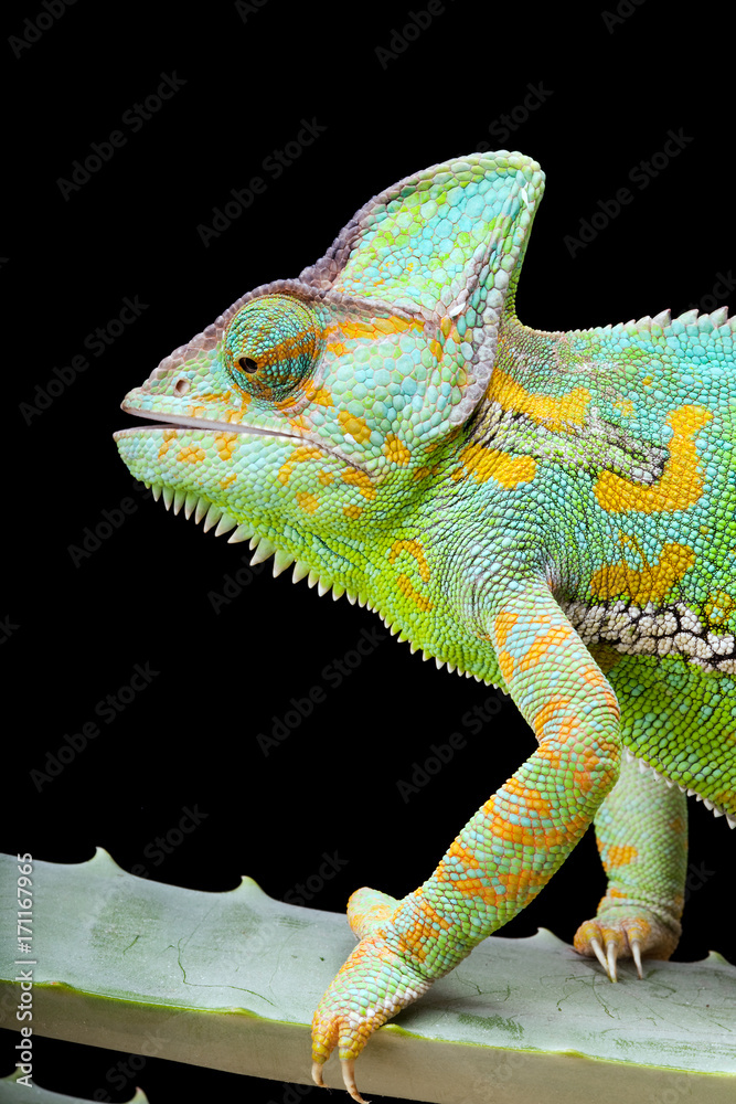 Obraz premium Yemen Chameleon