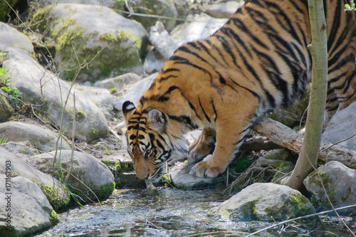 Sumatra-Tiger  Panthera tigris sumatrae  am Wasser