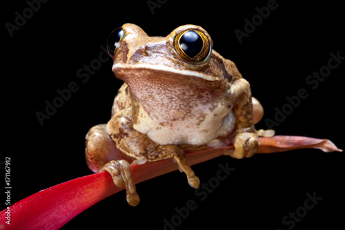 Marbled reed frog